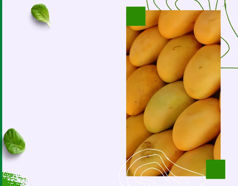 Fresh Mangoes Exporter
