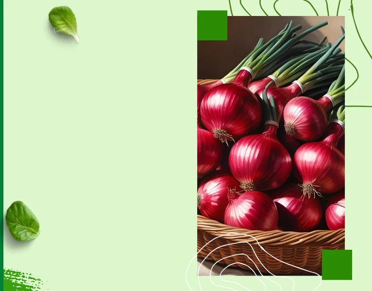 Export Quality Fresh Red Onions