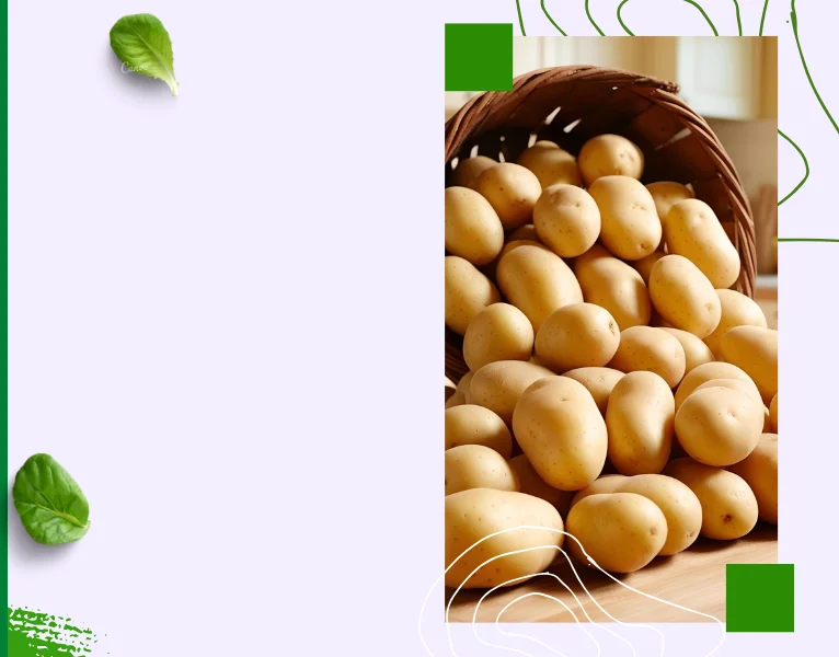 Premium Export Quality Fresh POtatoes