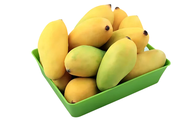Sindhari Mangoes Export Quality